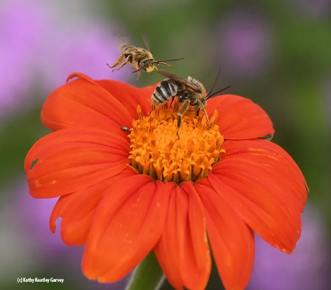 A male Svastra dive-bombs another male on a Mexican sunflower (Tithonia). This image was taken with a fast shutter speed of 1/3200 of a second. (Photo by Kathy Keatley Garvey)