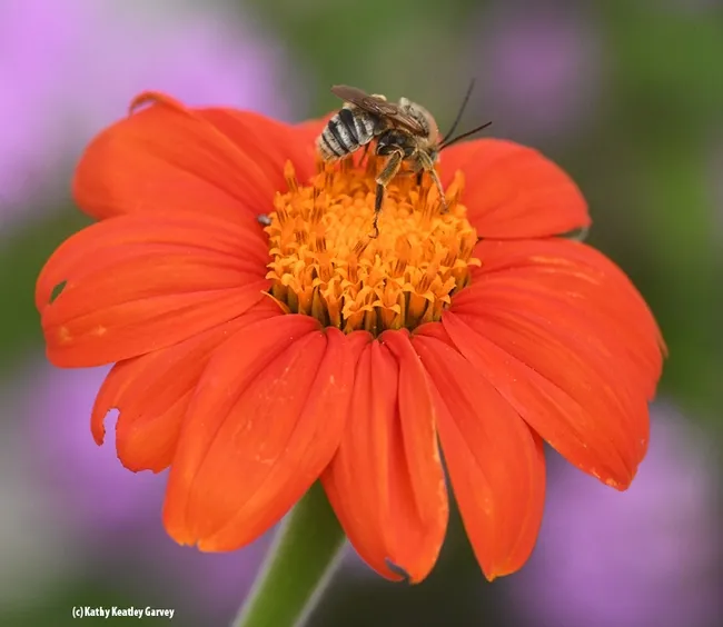 Following the dive-bombing, the male Svastra kept occupying the blossom. (Photo by Kathy Keatley Garvey)