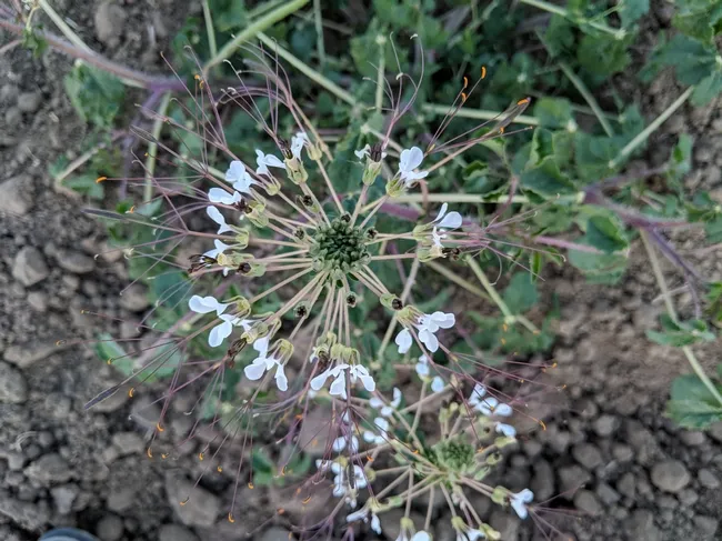 Nice-looking, diffuse flowering heads which give the plant its common name