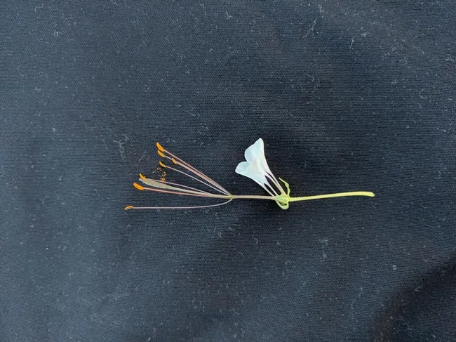 A single floret showing elongated stamens and pistil