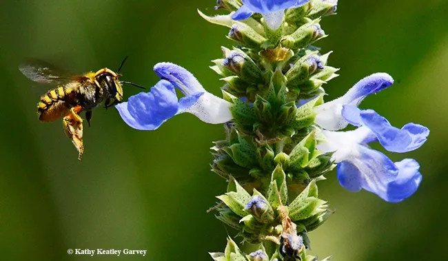 European wool carder bee, Anthidium manicatum, heads toward a blue spike sage, Salvia uliginosa. (Photo by Kathy Keatley Garvey)