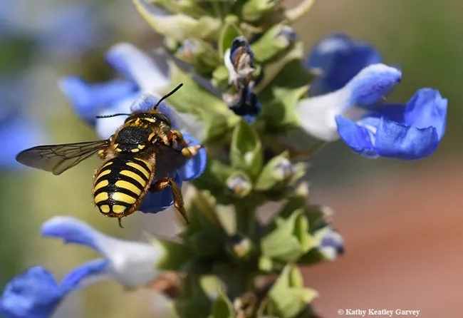 Two European wool carder bees in the process of giving the world more wool carder bees. (Photo by Kathy Keatley Garvey)