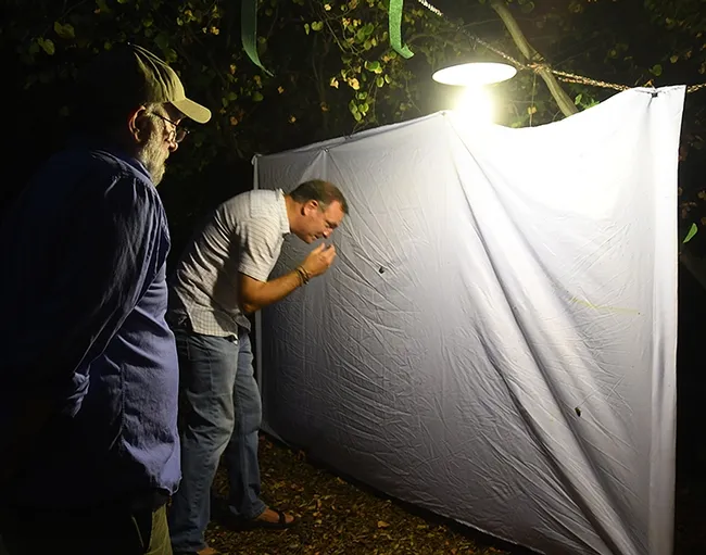 UC Davis Department of Entomology and Nematology professor Jason Bond examines a scarab beetle at the blacklighting display set up during Moth Night. Bond, a new member of the faculty, is professor of entomology and the Evert and Marion Schlinger Endowed Chair in insect systematics. At left is "Moth Man" John De Benedictus, Bohart Museum associate. (Photo by Kathy Keatley Garvey)