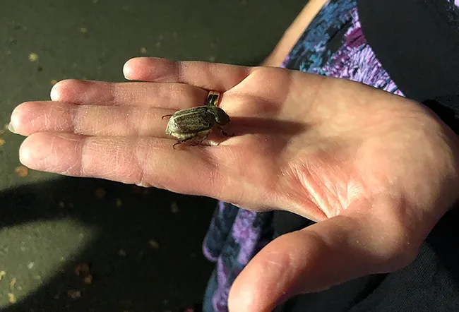 Close-up of the first insect--a scarab beetle--to arrive at the Bohart Museum of Entomology's "Moth Night" blacklighting display. (Photo by Kathy Keatley Garvey)