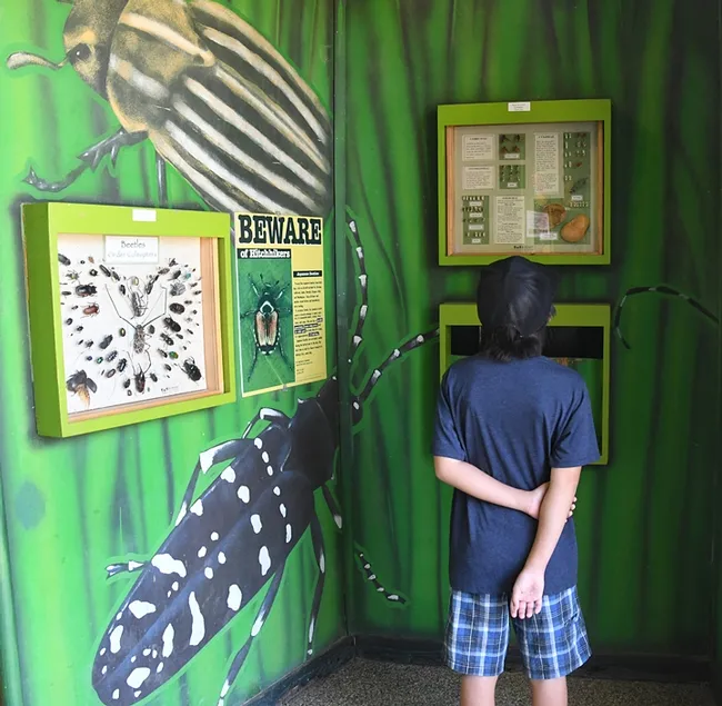 This visitor was fascinated by the displays in the Insect Pavilion. (Photo by Kathy Keatley Garvey)