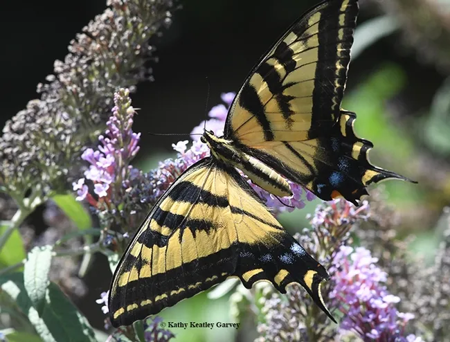 A "very gravid" female Western tiger swallowtail (Papilio rutulus) nectars on a butterfly bush (Buddleia davidii). (Photo by Kathy Keatley Garvey)