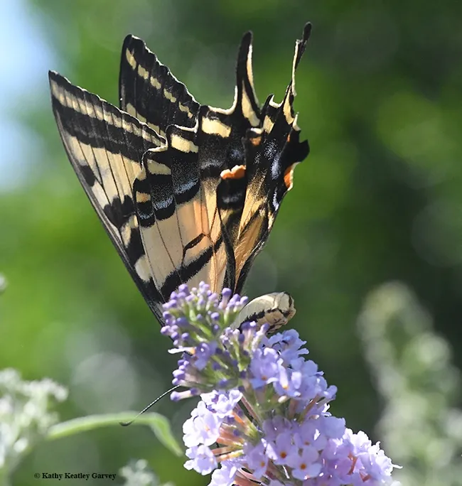 Orange and blue spots accent this yellow and black butterfly. (Photo by Kathy Keatley Garvey)