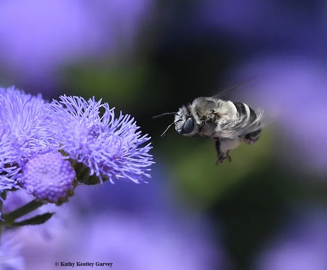 First of four images: A digger bee, Anthophora urbana, heads for a Ageratum houstonianum 'Blue Horizon' at the Sunset Gardens, Sonoma Cornerstone. (Photo by Kathy Keatley Garvey)