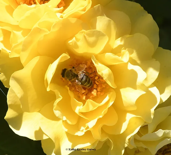 You're likely to see lots of bees at the Open Farm Tour, especially in the Morningsun Herb Farm nursery. (Photo by Kathy Keatley Garvey)