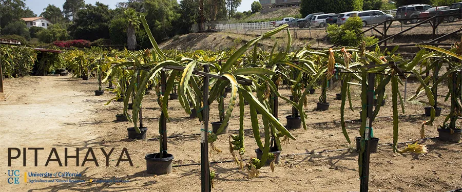 Pitahaya Farm