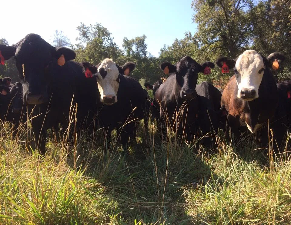 11831659_1019829164696655_2065143065353508413_n