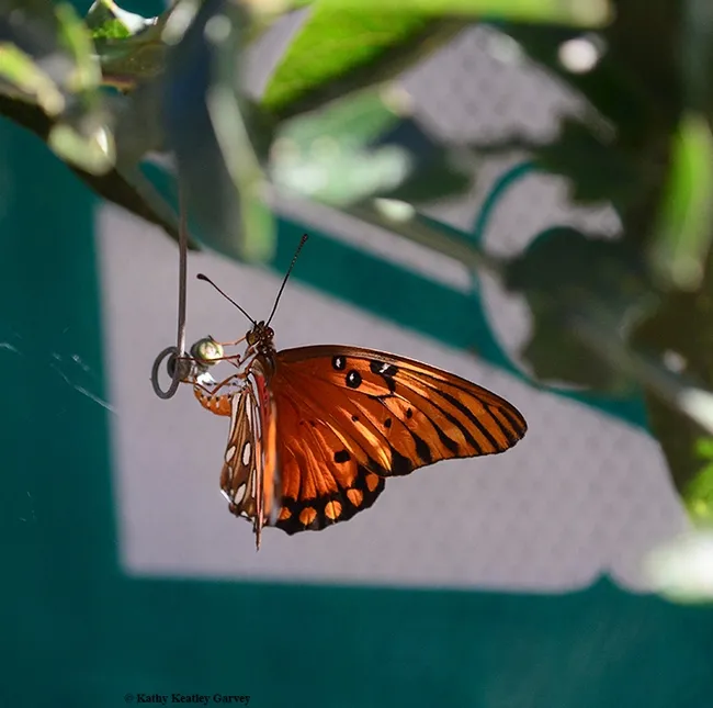 Gulf Fritillary Agraulis vanillae), an orangish-reddish butterfly of the family Nymphalidae, lays its eggs on its host plant, Passiflora. They often lay their eggs on the tendrils. (Photo by Kathy Keatley Garvey)