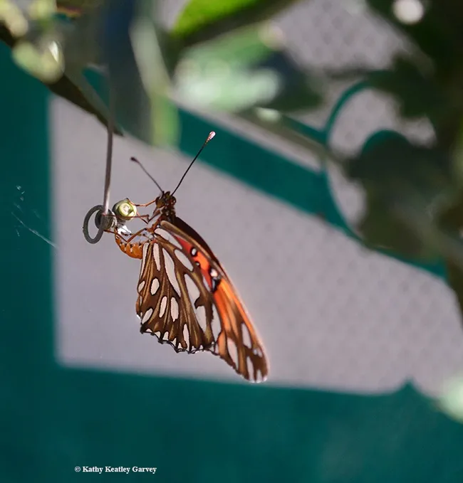 Silver-spangled wings of the Gulf Fritillary. (Photo by Kathy Keatley Garvey)