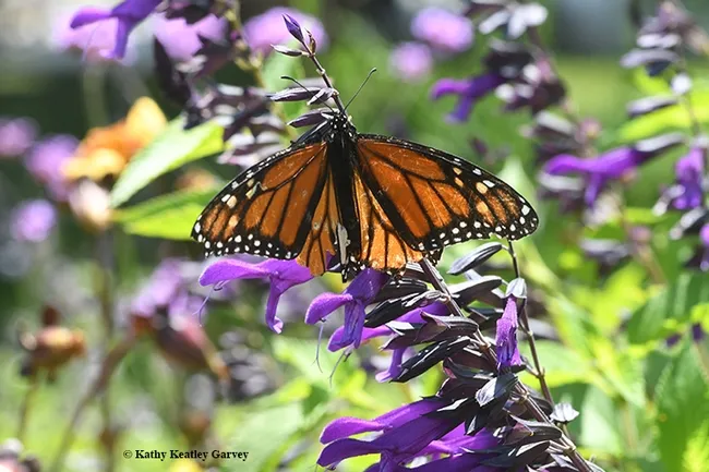 A tattered, torn and tired monarch nectars on a salvia in the Kate Frey Pollinator Garden at Sonoma Cornerstone. (Photo by Kathy Keatley Garvey)