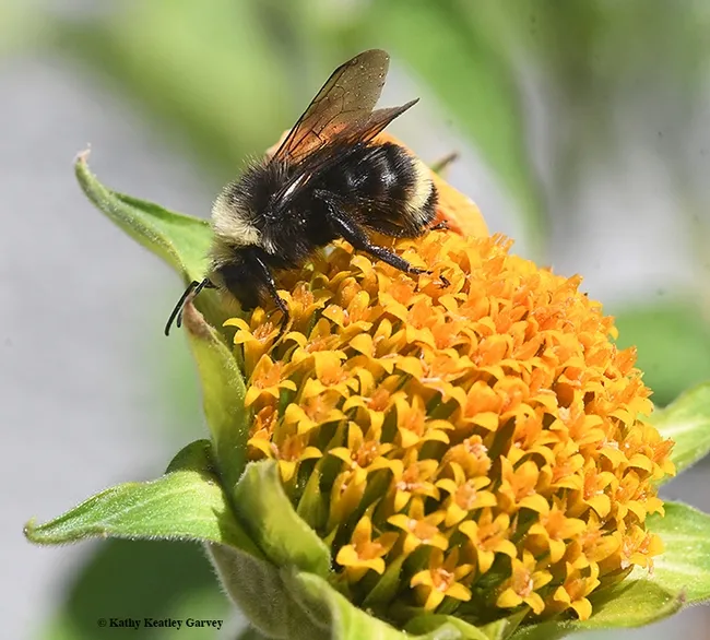 Hmm, the Mexican sunflower must be better over here. (Photo by Kathy Keatley Garvey)