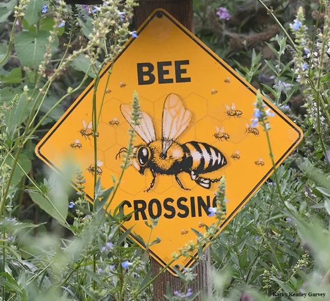 "Bee Crossing" signs are favorites in pollinator gardens, not for the bees, but for the humans. (Photo by Kathy Keatley Garvey)