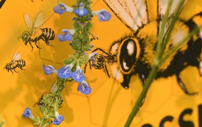 Sign of the times: A European wool carder bees (Anthidium manicatum) is surrounded by honey bees on the "Bee Crossing" sign. (Photo by Kathy Keatley Garvey)