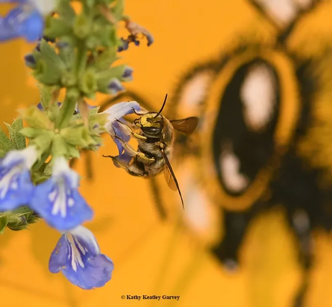 Close-up of European wool carder bee nectaring on a blue spike salvia. The eye of a honey bee adds to this photo. (Photo by Kathy Keatley Garvey)