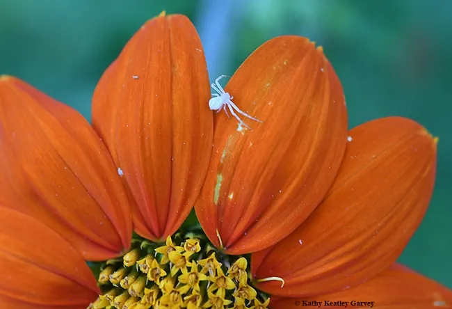 The crab spider ventures out on a petal of the Mexican sunflower (Tithonia). (Photo by Kathy Keatley Garvey)