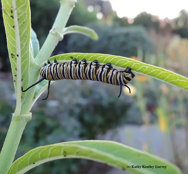 This monarch caterpillar, discovered Oct. 27, 2017 on milkweed in Vacaville, survived and hitched a ride to an overwintering site in Santa Cruz, thanks to "Monarch Mom" and "Good Samaritan Rita LeRoy of Vallejo. The blog, "Once Upon a Monarch," won a silver award at the ACE conference. (Photo by Kathy Keatley Garvey)