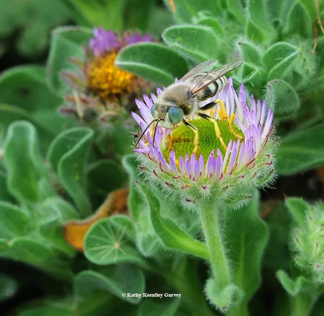 A sand wasp, Bembix americana, foraging on seaside daisies at Bodega Bay. (Photo by Kathy Keatley Garvey)