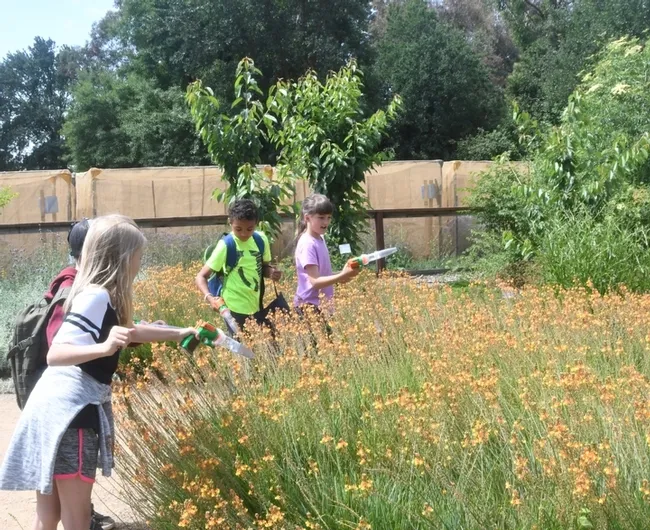 The students catch, examine and release bees with bee vacuum devices. (Photo by Kathy Keatley Garvey)