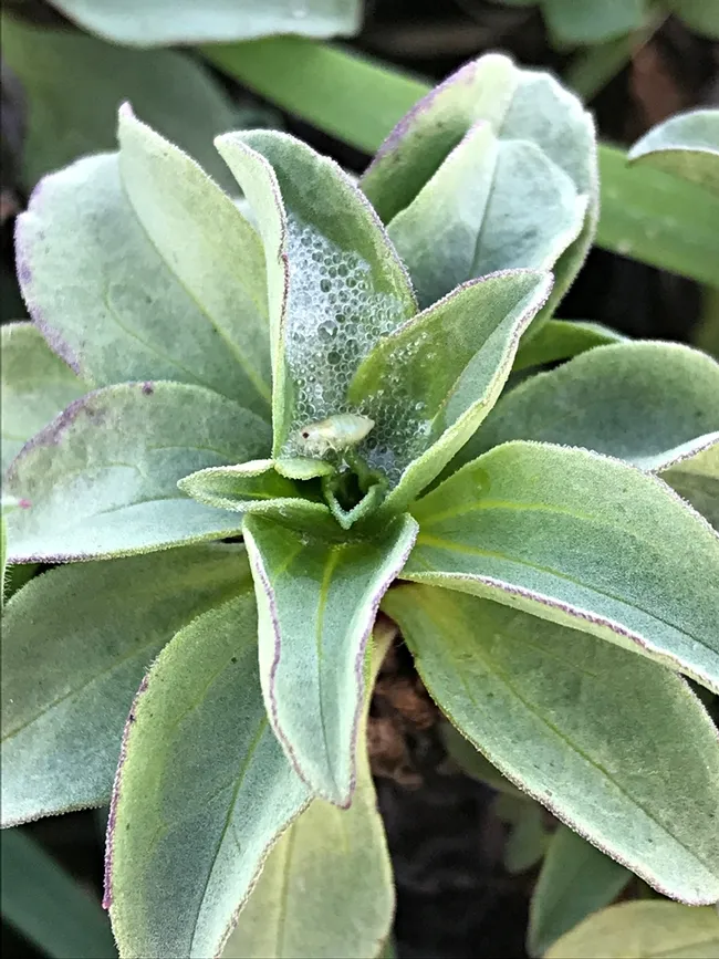 A meadow spittlebug nymph at the Bodega Marine Reserve. (Photo by Mikaela Huntzinger)