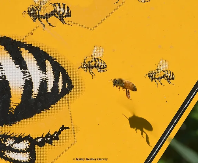 A honey bee flies in formation with "fake" bees on a bee crossing sign. Bees can flap their wings around 240 times per second. (Photo by Kathy Keatley Garvey)