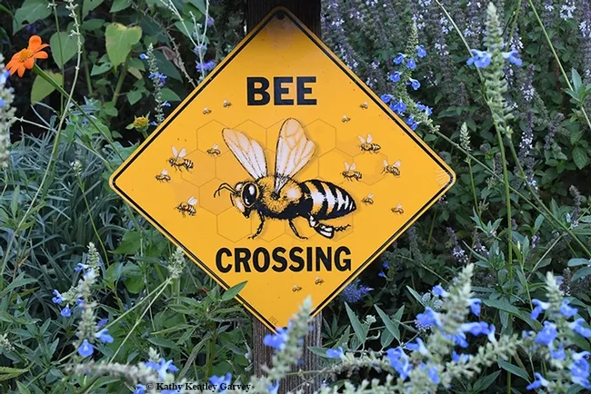 It's almost flyover time again. Blue spike sage (Salvia uliginosa) is in the foreground. (Photo by Kathy Keatley Garvey)