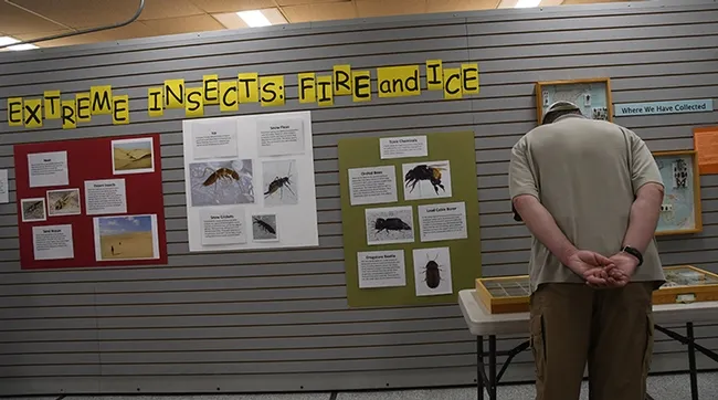 Visitors examined the Extreme Insects display at the Bohart Museum of Entomology open house. (Photo by Kathy Keatley Garvey)