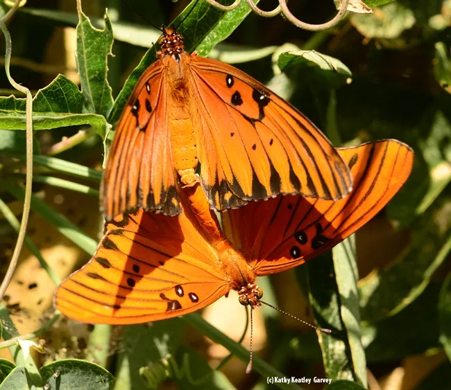 Photo Five: These butterflies engaged for about 10 minutes, while the photographer was there. (Photo by Kathy Keatley Garvey)