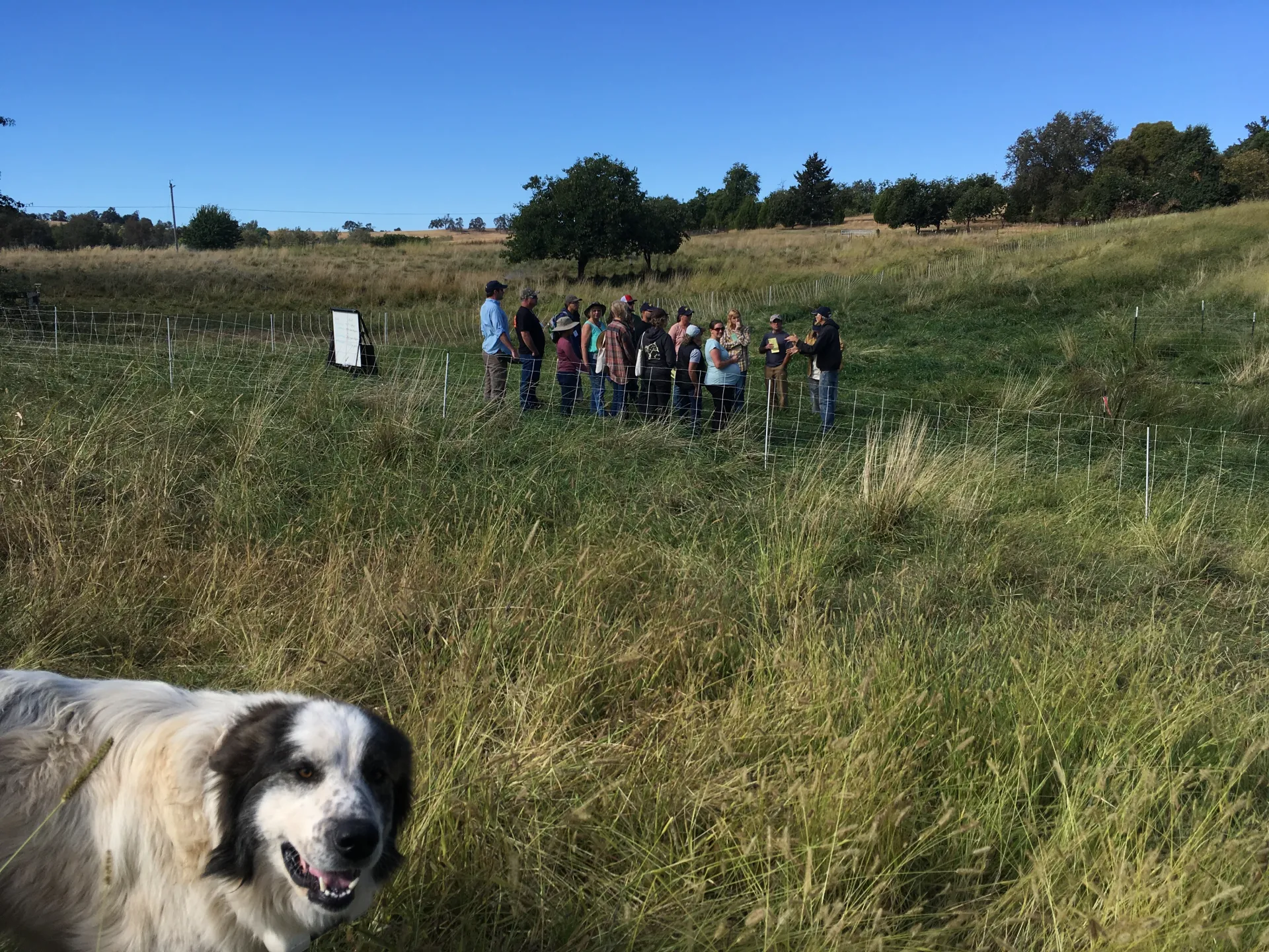2018_sheep&goatschool