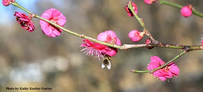 A honey bee takes a liking to a red Japanese apricot, Prunus mume "Matsubara red," n the Storer Garden, UC Davis Arboretum and Public Garden. This blooms around January-February. (Photo by Kathy Keatley Garvey)