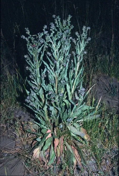 Another houndstongue image from "Weeds of California and Other Western States"