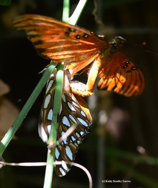 A tired old male, his wings tattered and torn, is the first to arrive. (Photo by Kathy Keatley Garvey)