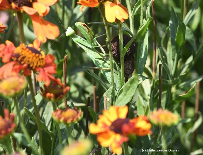 A female praying mantis, Mantis religiosa (as identified by praying mantis expert and UC Davis student Lohit Garikipati) is camouflaged in the Kate Frey Pollinator Garden, Sonoma Cornerstone. (Photo by Kathy Keatley Garvey)