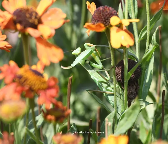 "Whoa! No pictures!" The female mantis raises her spiked leg. (Photo by Kathy Keatley Garvey)