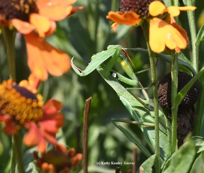 "I said no pictures!" The mantis covers her head with a spiked foreleg. (Photo by Kathy Keatley Garvey)