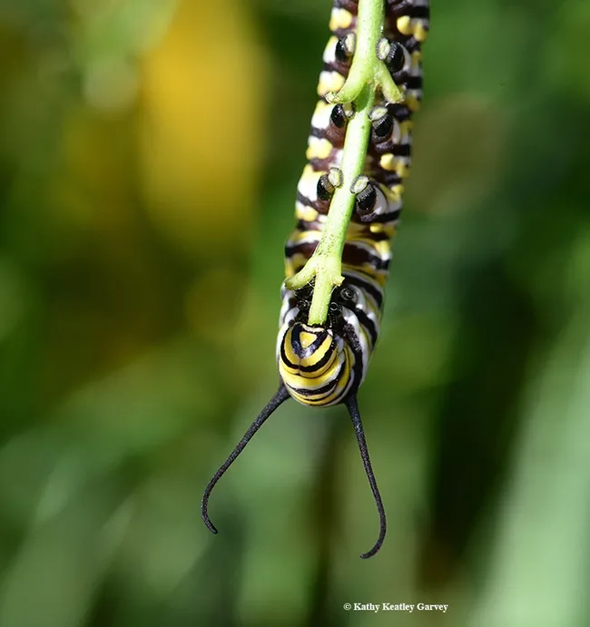 A hungry monarch caterpillar chewing on a milkweed stem this morning in a Vacaville pollinator garden. (Photo by Kathy Keatley Garvey)