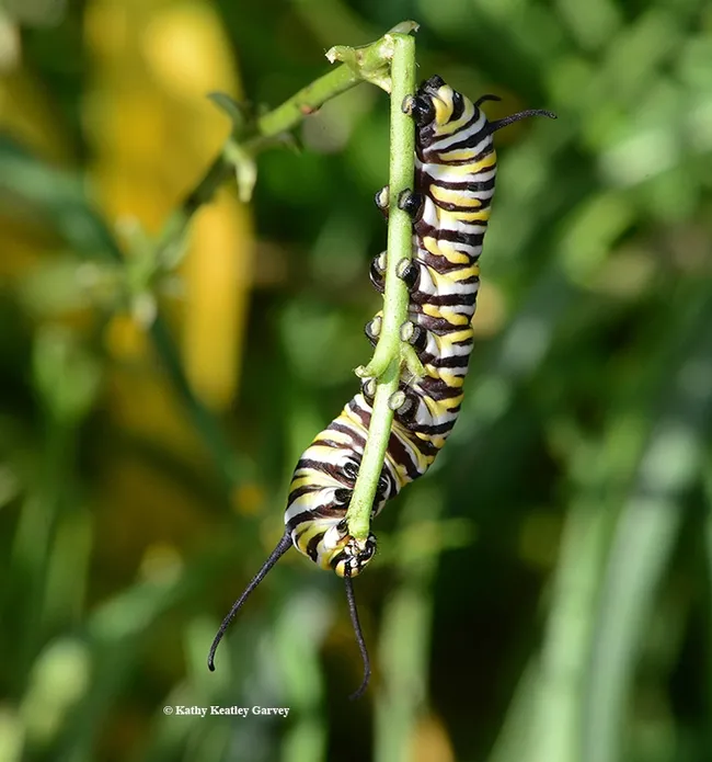 The monarch caterpillar swirls to get the best angle. (Photo by Kathy Keatley Garvey)