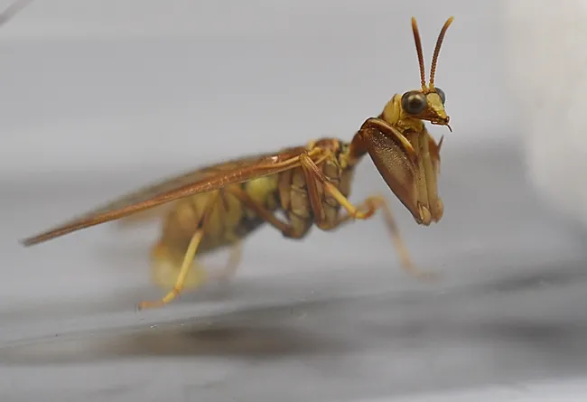 Mantidflies use their front legs to catch small insect prey. This one was collected by John De Benedictis at the UC Davis Stebbens Cold Canyon Reserve. (Snapshot by Kathy Keatley Garvey)