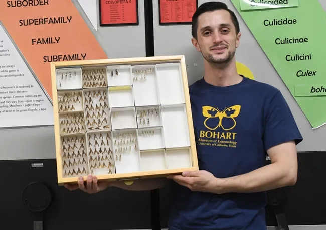 Bohart Museum of Entomology associate Wade Spencer holds a drawer of mantidfly specimens. The museum houses some eight million specimens, collected globally. (Photo by Kathy Keatley Garvey)