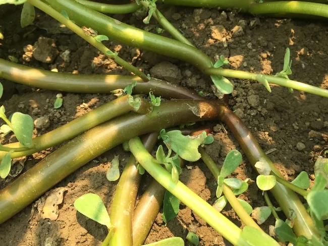 Brittle, easily broken stems help common purslane to spread (photo by Guy Kyser)
