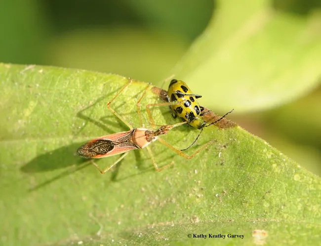 An assassin bug targeting prey: a spotted cucumber beetle. (Photo by Kathy Keatley Garvey)