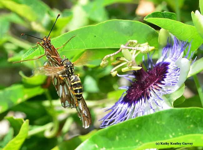 European paper wasps attacking a newly eclosed Gulf Fritillary butterfly. (Photo by Kathy Keatley Garvey)
