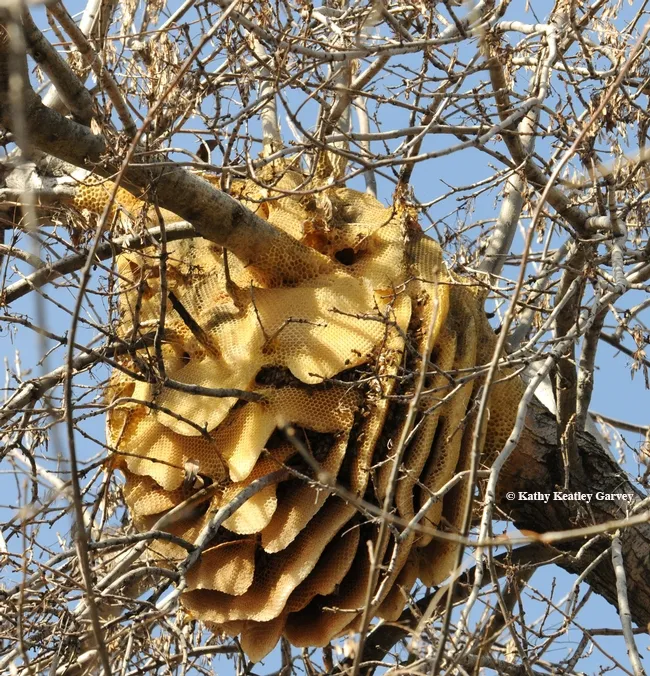 A feral honey bee colony is a work of art. (Photo by Kathy Keatley Garvey)