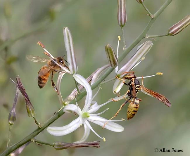 This "honey bee vs. wasp image is designed to help define and differentiate bees and wasps,” says photographer Allan Jones. (Copyrighted image by Allan Jones, used with permission.)