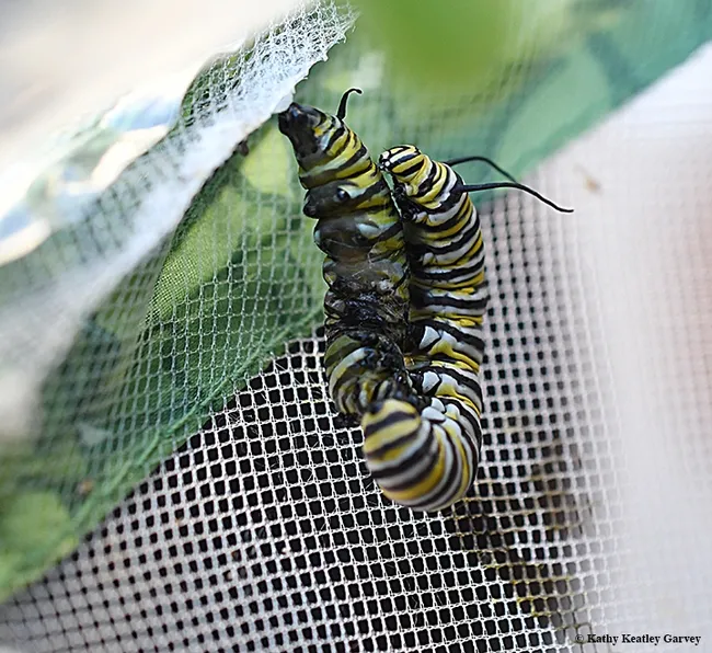 The combative monarch caterpillar latches on tight to the 'cat about to pupate. (Photo by Kathy Keatley Garvey)