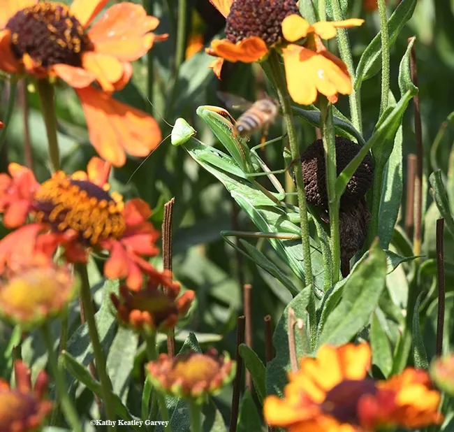Watch out! A honey bee buzzes into the habitat of a praying mantis. Praying mantids will be exhibited Saturday, Sept. 22 during the Bohart Museum of Entomology open house. UC Davis student Lohit Garikipati will display some of his mantids, including orchids. (Photo by Kathy Keatley Garvey)