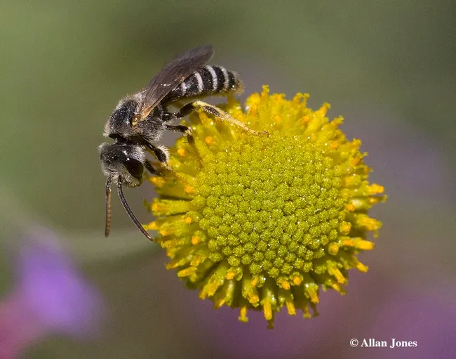 This image by Allan Jones of Davis is of a sweat bee, Halictus ligatus. It will be among his images on display at the Häagen-Dazs Honey Bee Haven Sept. 22. (Photo by Kathy Keatley Garvey)